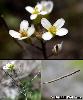 Fleurs Fruits