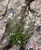 Arabis alpina