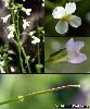 Fleur Sepales Fruit