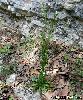 Arabis hirsuta
