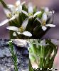 Fleurs