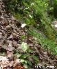 Arabis turrita