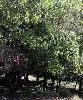 Arbutus unedo