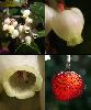 Fleur Fruit