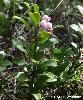 Arctostaphylos uva-ursi