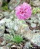 Armeria alpina