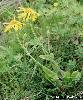 Arnica montana