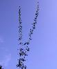 Artemisia campestris subsp. campestris