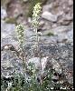 Artemisia eriantha