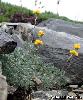 Artemisia glacialis