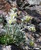 Artemisia umbelliformis