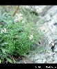 Asperula hexaphylla