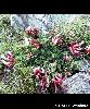 Astragalus monspessulanus