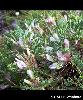 Astragalus sempervirens