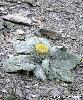 Berardia subacaulis