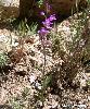 Cephalanthera rubra
