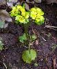 Chrysosplenium alternifolium
