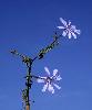 Cichorium intybus - Voir la fiche de la fleur