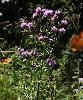 Cirsium arvense