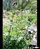 Cirsium montanum