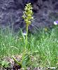Coeloglossum viride