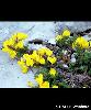 Cytisus ardoini