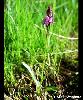 Dactylorhiza fuchsii