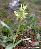 Dactylorhiza latifolia