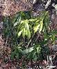 Daphne laureola