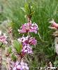 Daphne mezereum