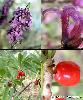 Fleur Fruit