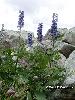 Delphinium dubium