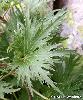 Feuille