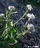 Diplotaxis erucoides - Voir la fiche de la fleur