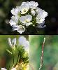 Fleur Fruit Bis