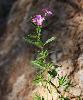 Epilobium hirsutum - Voir la fiche de la fleur