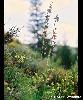 Epipactis atrorubens