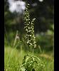 Epipactis helleborine - Voir la fiche de la fleur