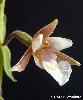 Fleur (gros Plan)