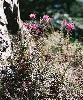 Erica carnea subsp. carnea