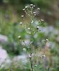 Erigeron Acer Acer Bis