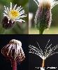 Fleur Achaine
