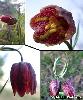 Fleurs