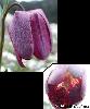 Fleur