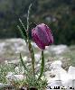 Fritillaria tubiformis