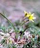 Gagea arvensis
