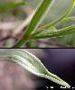 Feuille Pilosite