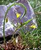 Gagea pratensis