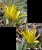 Fleurs