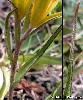 Pilosite Feuille Caulinaire